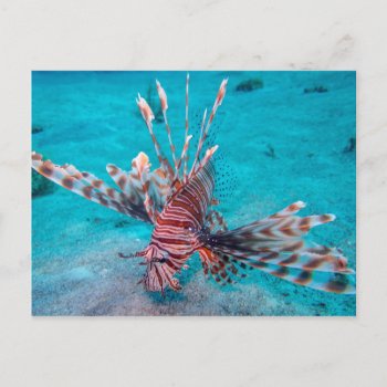 Beautiful Red Lion Fish Postcard by welcomeaboard at Zazzle