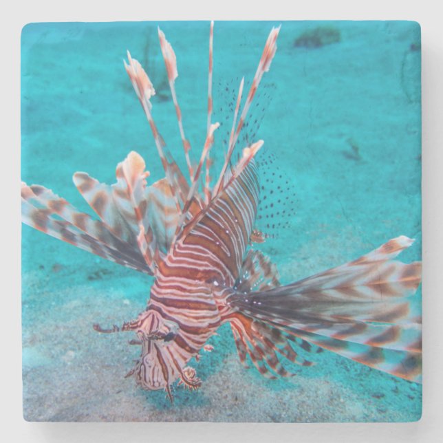 Beautiful Red Lion Fish Stone Coaster (Front)
