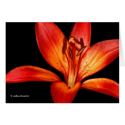 Beautiful Red Orange Asiatic Lily Gran Paradiso (Front Horizontal)