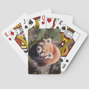 Beautiful Red Panda on a Branch Poker Cards