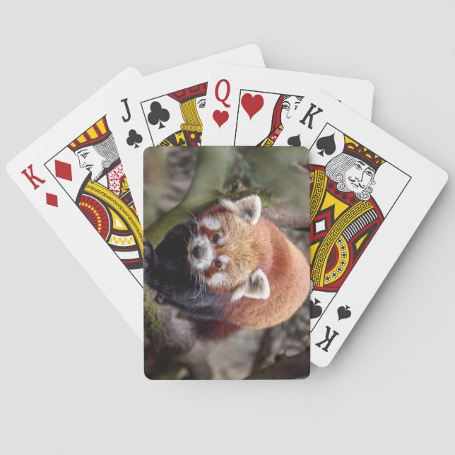 Beautiful Red Panda on a Branch Poker Cards (Back)