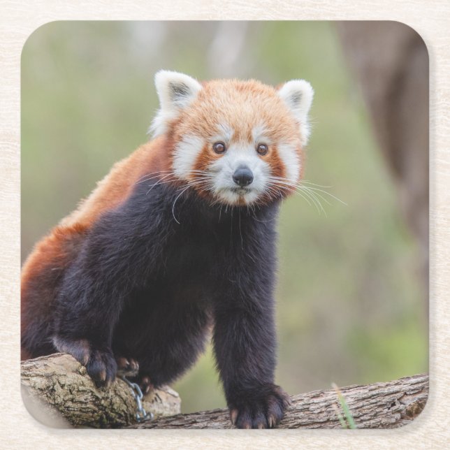 Beautiful Red Panda on a Branch Square Paper Coaster (Front)