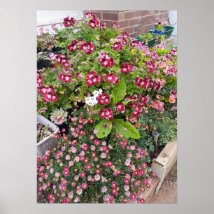 Beautiful Red Pelargonium Flower Garden Poster