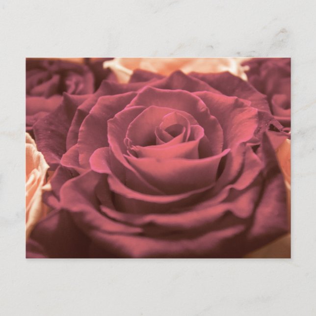 Beautiful red pink roses flowers photo romantic re postcard (Front)