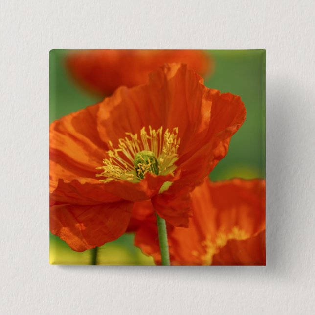 Beautiful Red Poppy Button (Front)