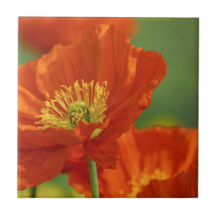 Beautiful Red Poppy Ceramic Tile