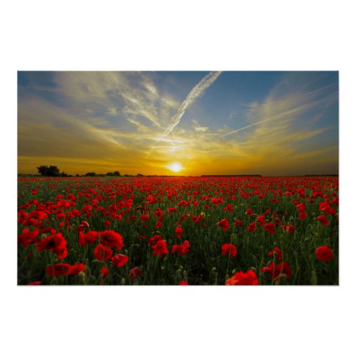 Beautiful Red Poppy Field Sunset Photography Poster