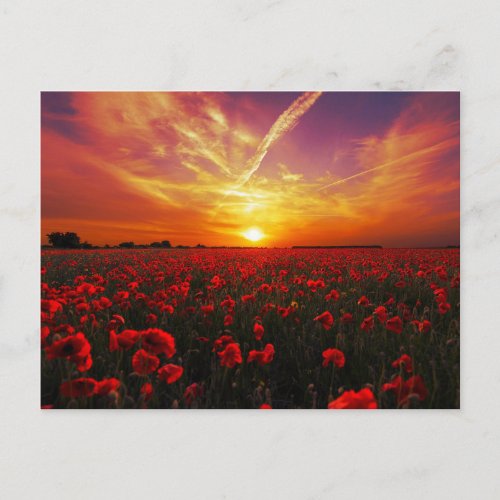 Beautiful red poppy flower field sunset postcard
