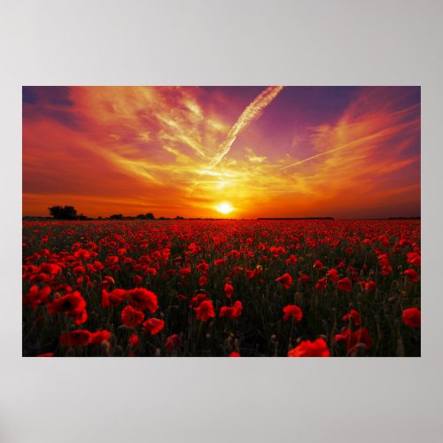 Beautiful red poppy flower field sunset poster