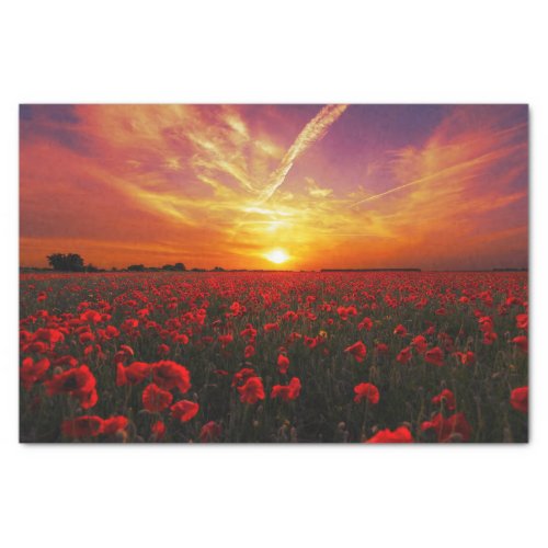 Beautiful red poppy flower field sunset tissue paper