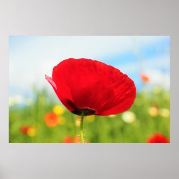 Beautiful Red Poppy Flower Poster by biutiful at Zazzle