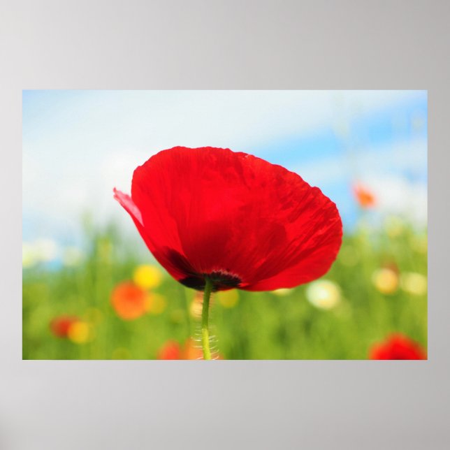 Beautiful Red Poppy Flower Poster (Front)