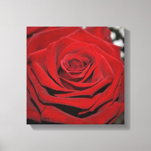 Beautiful Red Rose Canvas Print