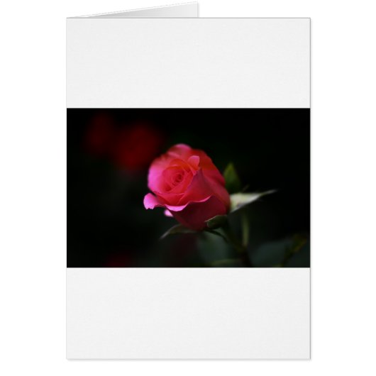 Beautiful Red Rose Cards (Front)