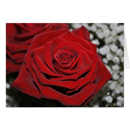 Beautiful Red Rose Cards (Front Horizontal)