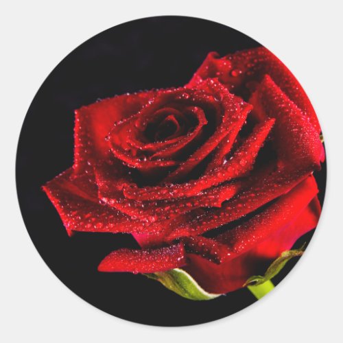 Beautiful red rose classic round sticker
