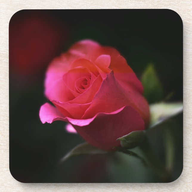 Beautiful Red Rose Drink Coaster (Front)