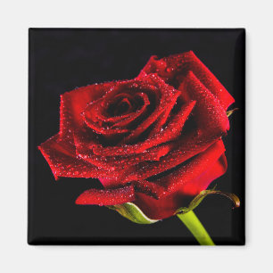 Beautiful red rose magnet