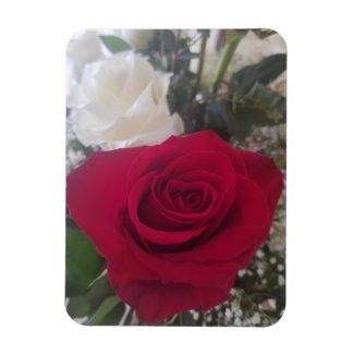 Beautiful Red Rose Magnet. What better way than to remind yourself to smell the roses.