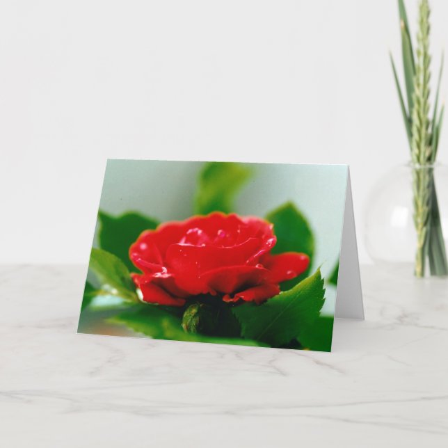 Beautiful Red Rose Morning Dew Drops Card (Front)