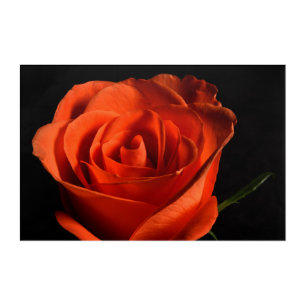 Beautiful Red Rose on black Background Acrylic Print