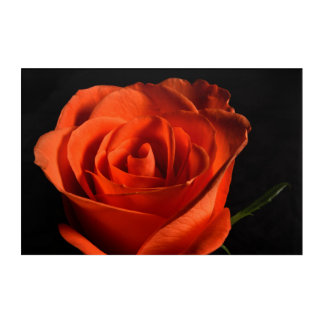 Beautiful Red Rose on black Background Acrylic Print