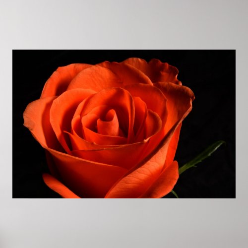 Beautiful Red Rose on black Background Poster