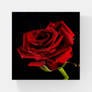 Beautiful red rose paperweight