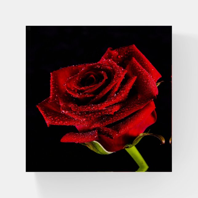 Beautiful red rose paperweight (Front)