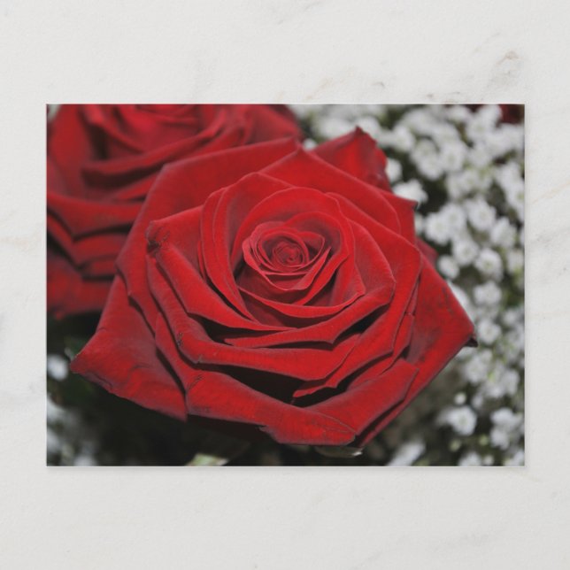 Beautiful Red Rose Postcard (Front)