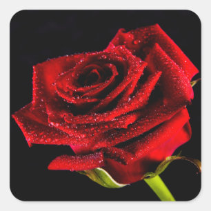 Beautiful red rose square sticker