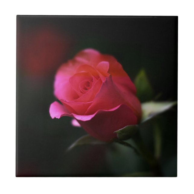 Beautiful Red Rose Tile (Front)