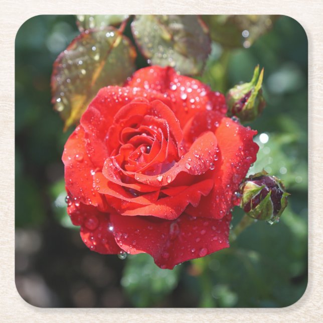 Beautiful Red Rose with Water Droplets Square Paper Coaster (Front)
