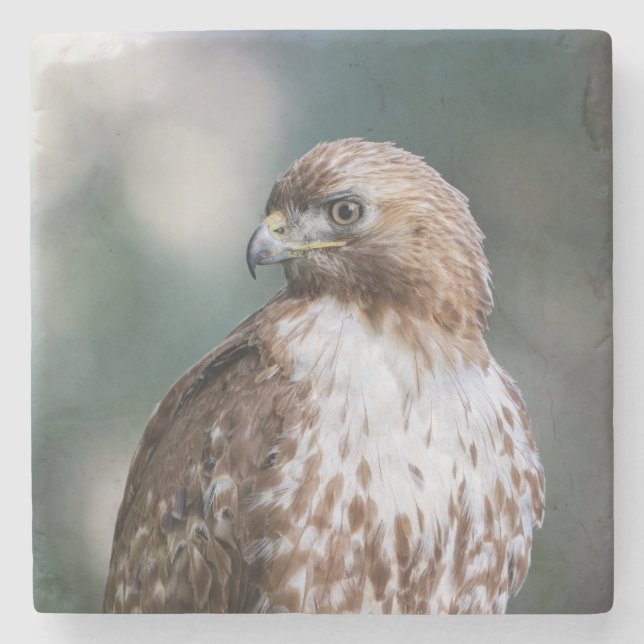 Beautiful Red-Tailed Hawk Portrait Stone Coaster (Front)