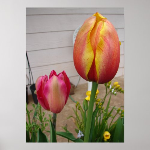 Beautiful Red Tulip Flower Garden Poster