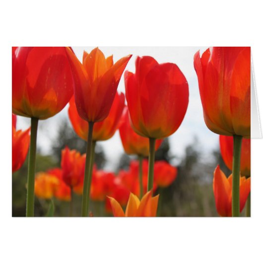Beautiful Red Tulip Flowers. (Front Horizontal)