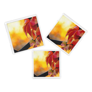 Beautiful red vine leaves in the autumn garden acrylic tray