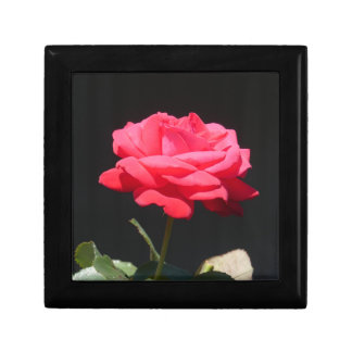 Beautiful Redish Pink Rose Close Up Gift Box
