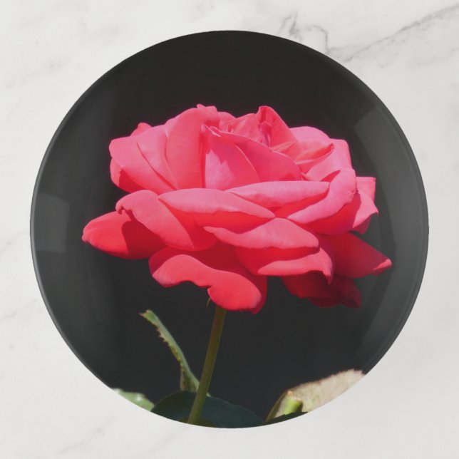 Beautiful Redish Pink Rose Close Up Trinket Tray (Front)