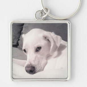 Beautiful Regal White Labrador Mix Dog Gray Keycha Keychain