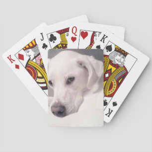 Beautiful Regal White Labrador Mix Dog Gray Playin Poker Cards