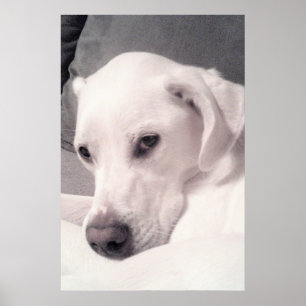 Beautiful Regal White Labrador Mix Dog Gray Poster