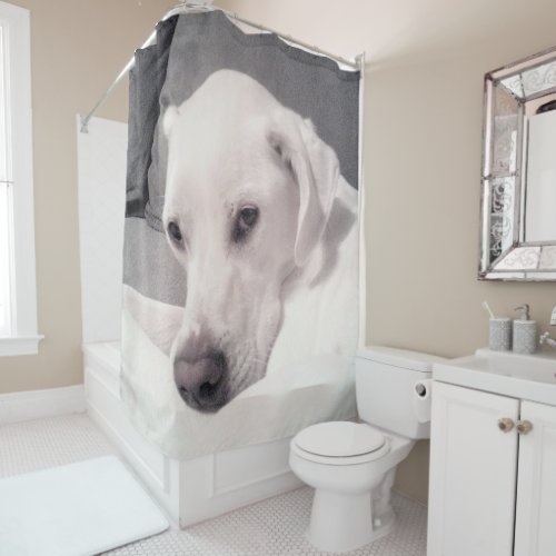 Beautiful Regal White Labrador Mix Dog Gray Shower Shower Curtain