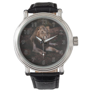 Beautiful Resting Lion in the Wild Watch