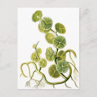 Beautiful retro seaweed plant print by Haeckel Postcard