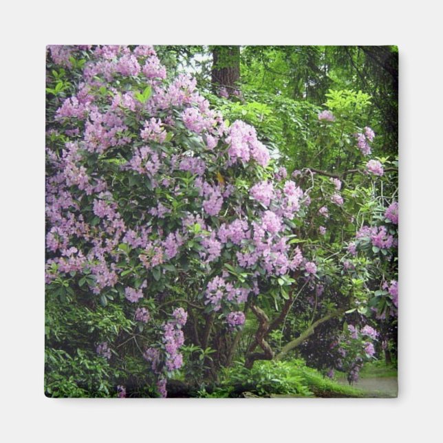Beautiful Rhododendrons Magnet (Front)