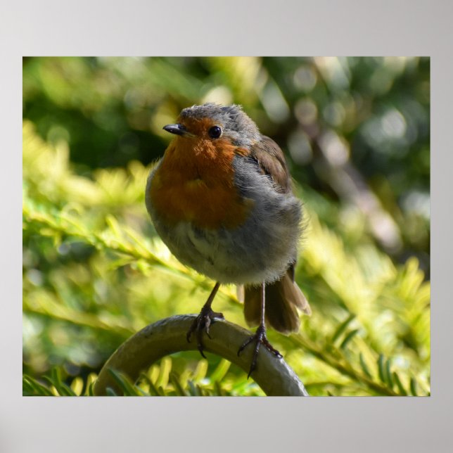Beautiful Robin  Poster (Front)