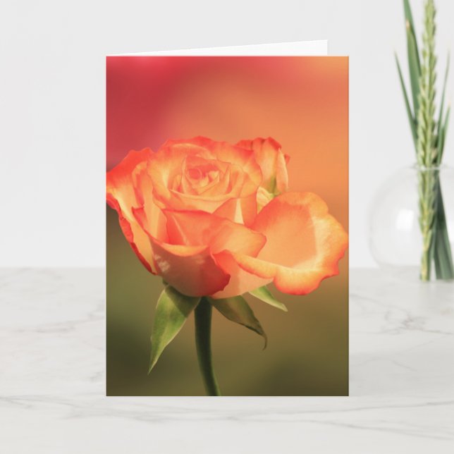 Beautiful Romantic Rose Photograph Card (Front)