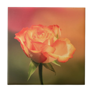 Beautiful Romantic Rose Photograph Ceramic Tile