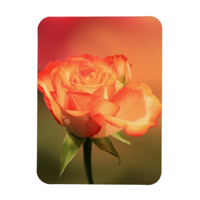Beautiful Romantic Rose Photograph Magnet (Vertical)